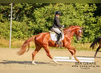 Hannoveraner, Wallach, 3 Jahre, 168 cm, Fuchs
