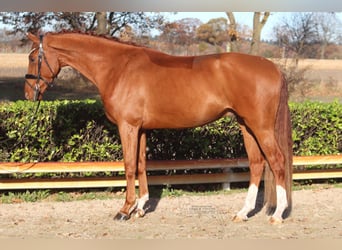 Hannoveraner, Wallach, 3 Jahre, 168 cm, Fuchs