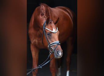 Hannoveraner, Wallach, 3 Jahre, 168 cm, Fuchs