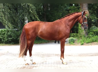 Hannoveraner, Wallach, 3 Jahre, 168 cm, Fuchs