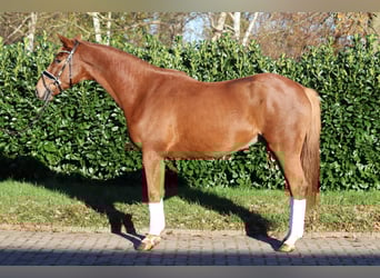 Hannoveraner, Wallach, 3 Jahre, 168 cm, Fuchs