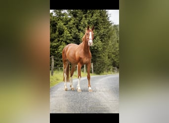 Hannoveraner, Wallach, 3 Jahre, 168 cm, Fuchs