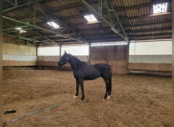 Hannoveraner, Wallach, 3 Jahre, 168 cm, Rappe