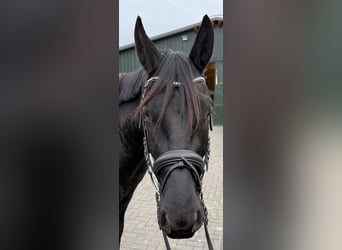 Hannoveraner, Wallach, 3 Jahre, 168 cm, Rappe