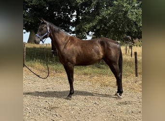 Hannoveraner, Wallach, 3 Jahre, 168 cm, Rappe