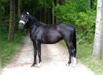 Hannoveraner, Wallach, 3 Jahre, 168 cm, Rappe