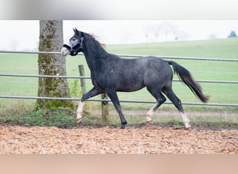 Hannoveraner, Wallach, 3 Jahre, 168 cm, Schimmel