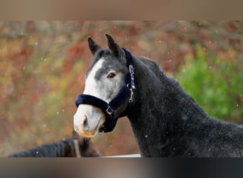 Hannoveraner, Wallach, 3 Jahre, 168 cm, Schimmel