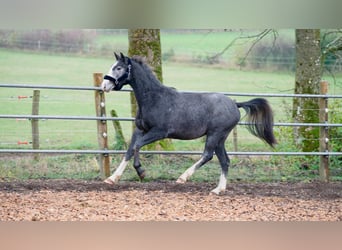 Hannoveraner, Wallach, 3 Jahre, 168 cm, Schimmel