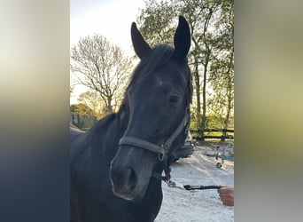 Hannoveraner, Wallach, 3 Jahre, 168 cm, Schimmel