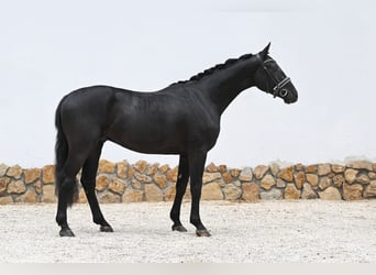 Hannoveraner, Wallach, 3 Jahre, 168 cm, Schwarzbrauner