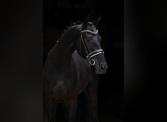 Hannoveraner, Wallach, 3 Jahre, 168 cm, Schwarzbrauner