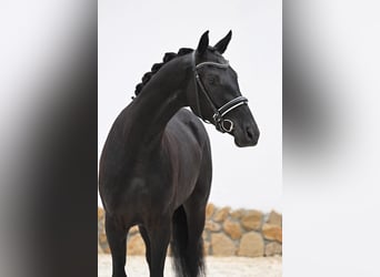 Hannoveraner, Wallach, 3 Jahre, 168 cm, Schwarzbrauner