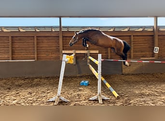 Hannoveraner, Wallach, 3 Jahre, 169 cm, Brauner