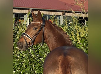 Hannoveraner, Wallach, 3 Jahre, 169 cm, Dunkelfuchs