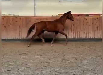 Hannoveraner, Wallach, 3 Jahre, 169 cm, Fuchs