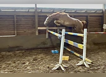 Hannoveraner, Wallach, 3 Jahre, 169 cm, Fuchs