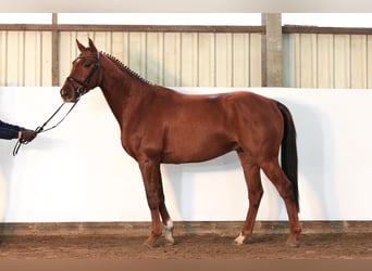 Hannoveraner, Wallach, 3 Jahre, 169 cm, Fuchs