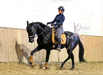 Hannoveraner, Wallach, 3 Jahre, 169 cm, Rappe