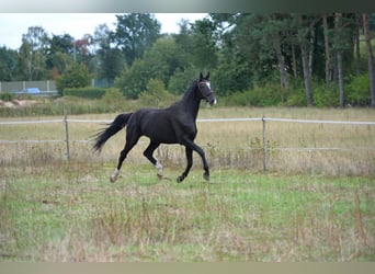 Hannoveraner, Wallach, 3 Jahre, 169 cm, Rappe