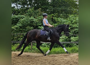 Hannoveraner, Wallach, 3 Jahre, 169 cm, Rappe
