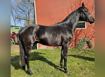 Hannoveraner, Wallach, 3 Jahre, 169 cm, Rappe