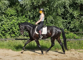 Hannoveraner, Wallach, 3 Jahre, 169 cm, Rappe