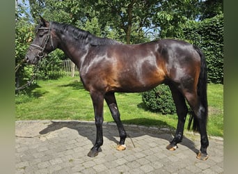 Hannoveraner, Wallach, 3 Jahre, 169 cm, Rappe