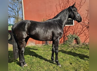 Hannoveraner, Wallach, 3 Jahre, 169 cm, Rappe