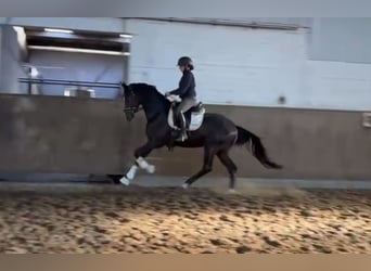Hannoveraner, Wallach, 3 Jahre, 169 cm, Rappe