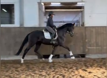 Hannoveraner, Wallach, 3 Jahre, 169 cm, Rappe