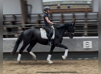Hannoveraner, Wallach, 3 Jahre, 169 cm, Rappe