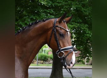 Hannoveraner, Wallach, 3 Jahre, 170 cm, Brauner