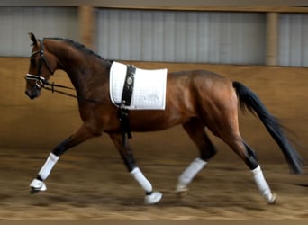 Hannoveraner, Wallach, 3 Jahre, 170 cm, Brauner