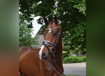 Hannoveraner, Wallach, 3 Jahre, 170 cm, Brauner