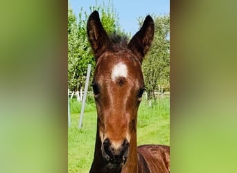 Hannoveraner, Wallach, 3 Jahre, 170 cm, Brauner