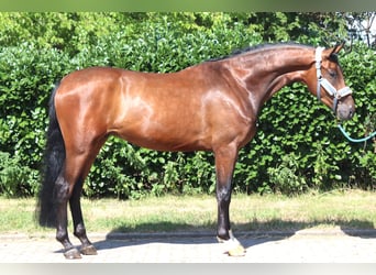 Hannoveraner, Wallach, 3 Jahre, 170 cm, Brauner