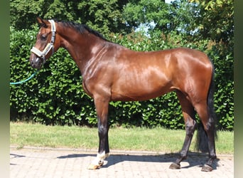 Hannoveraner, Wallach, 3 Jahre, 170 cm, Brauner