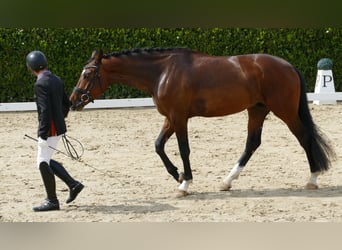 Hannoveraner, Wallach, 3 Jahre, 170 cm, Brauner