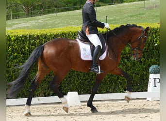 Hannoveraner, Wallach, 3 Jahre, 170 cm, Brauner