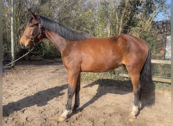 Hannoveraner, Wallach, 3 Jahre, 170 cm, Brauner