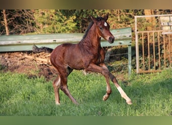 Hannoveraner, Wallach, 3 Jahre, 170 cm, Brauner