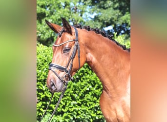 Hannoveraner, Wallach, 3 Jahre, 170 cm, Brauner