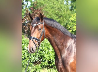 Hannoveraner, Wallach, 3 Jahre, 170 cm, Brauner