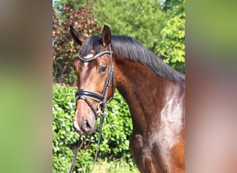 Hannoveraner, Wallach, 3 Jahre, 170 cm, Brauner