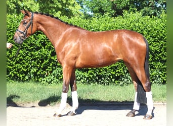 Hannoveraner, Wallach, 3 Jahre, 170 cm, Brauner