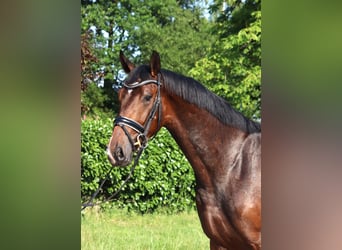 Hannoveraner, Wallach, 3 Jahre, 170 cm, Brauner