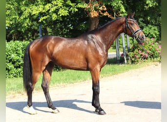 Hannoveraner, Wallach, 3 Jahre, 170 cm, Brauner