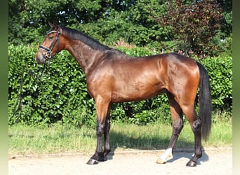 Hannoveraner, Wallach, 3 Jahre, 170 cm, Brauner