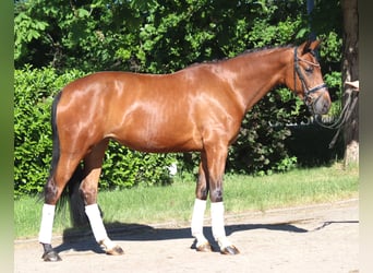 Hannoveraner, Wallach, 3 Jahre, 170 cm, Brauner